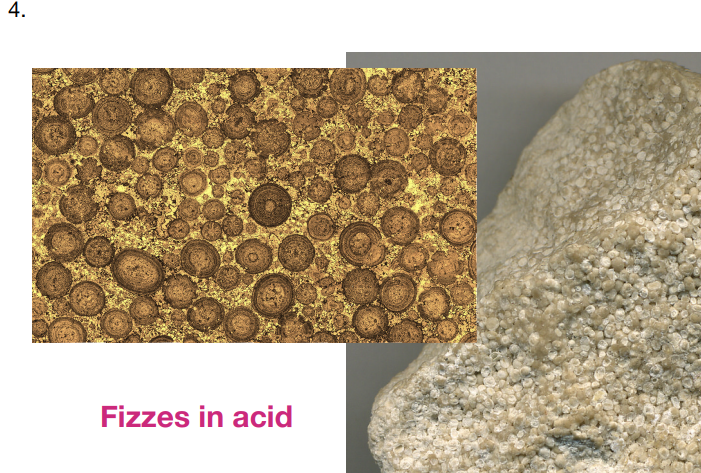 Solved Grain Size (if visible) Minerals or Grain Type Fizz | Chegg.com