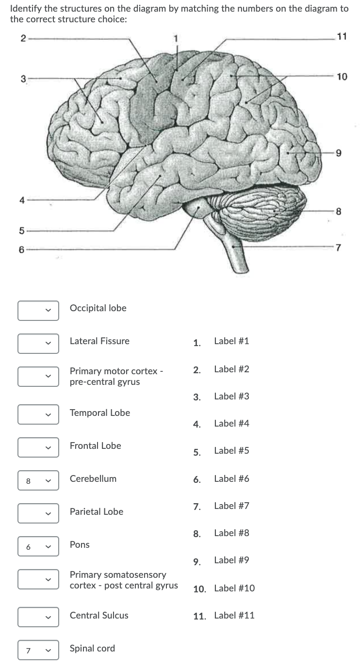 Solved Identify The Structures On The Diagram By Matching | Chegg.com