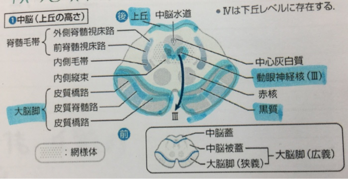 神経 Flashcards Chegg Com