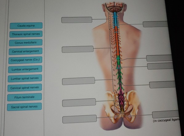 spinal cord anatomy cauda equina