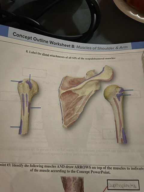 Solved 8. Label the distal attachments of all SIX of the | Chegg.com