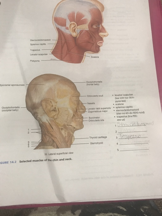 Solved Splenius capitis Levator scapulae Scalene Platysma Chegg