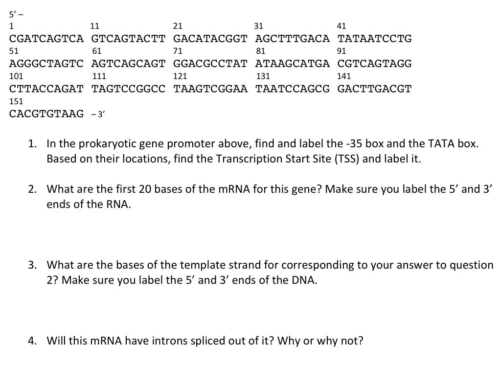 Solved 1. In the prokaryotic gene promoter above, find and | Chegg.com
