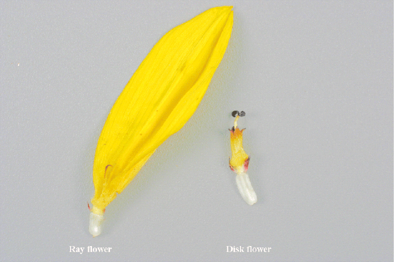 Solved Label the fused petals and ovary in the ray flower
