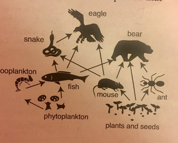 Solved Would any of the organisms illustrated in the food
