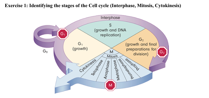 cell cycle interphase mitosis prophase metaphase anaphase telophase cytokinesis