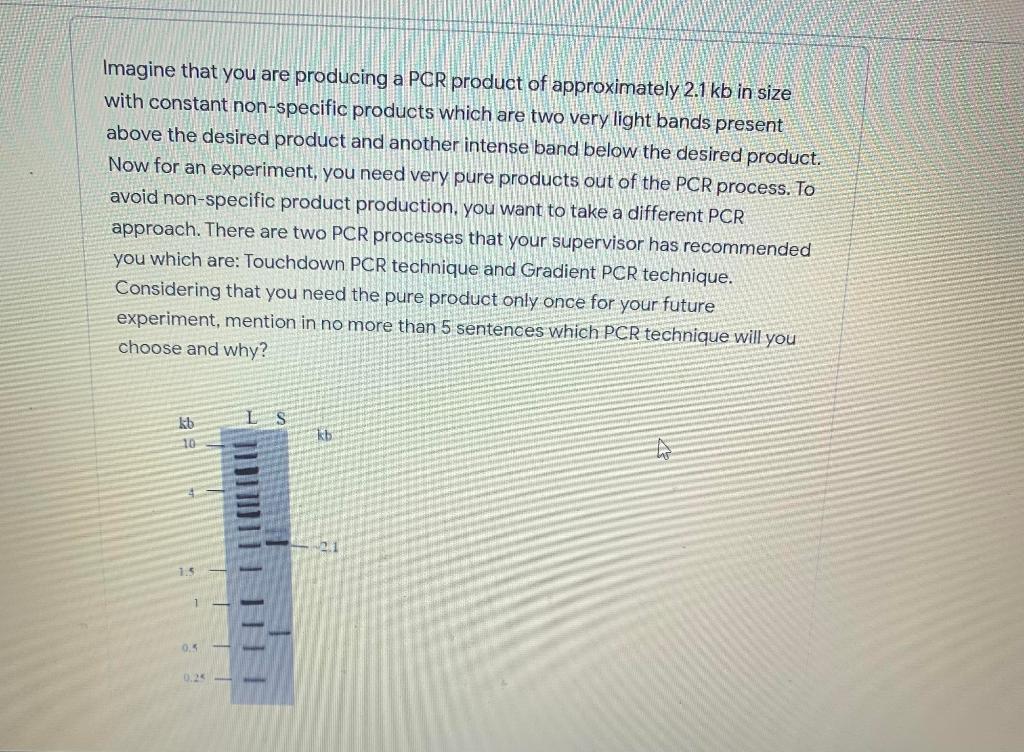 Solved Imagine that you are producing a PCR product of | Chegg.com