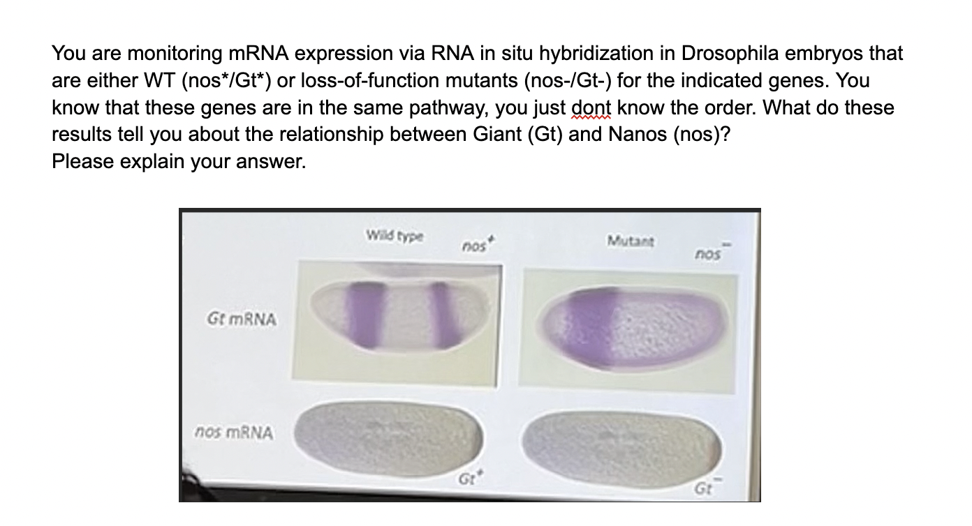 Solved You are monitoring mRNA expression via RNA in situ | Chegg.com