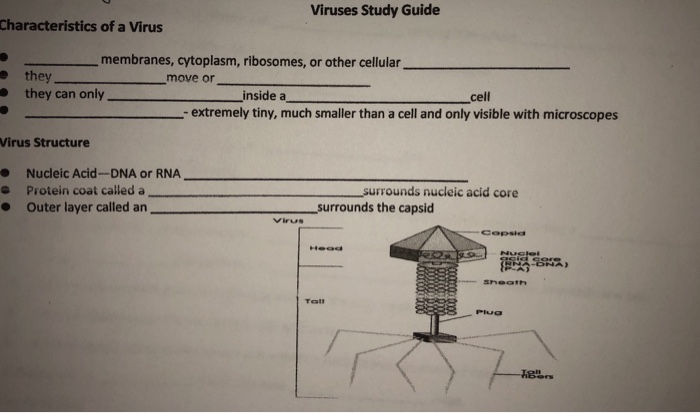 Viruses Study Guide Characteristics of a Virus | Chegg.com