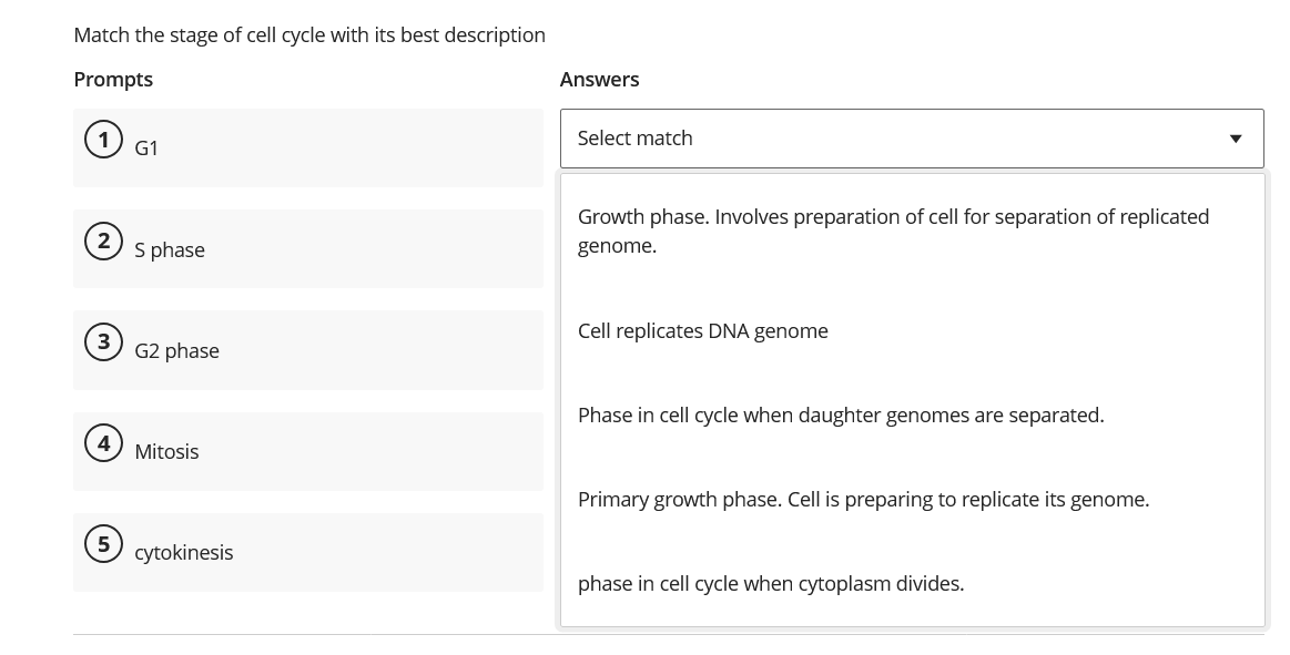 Solved Match the stage of cell cycle with its best | Chegg.com
