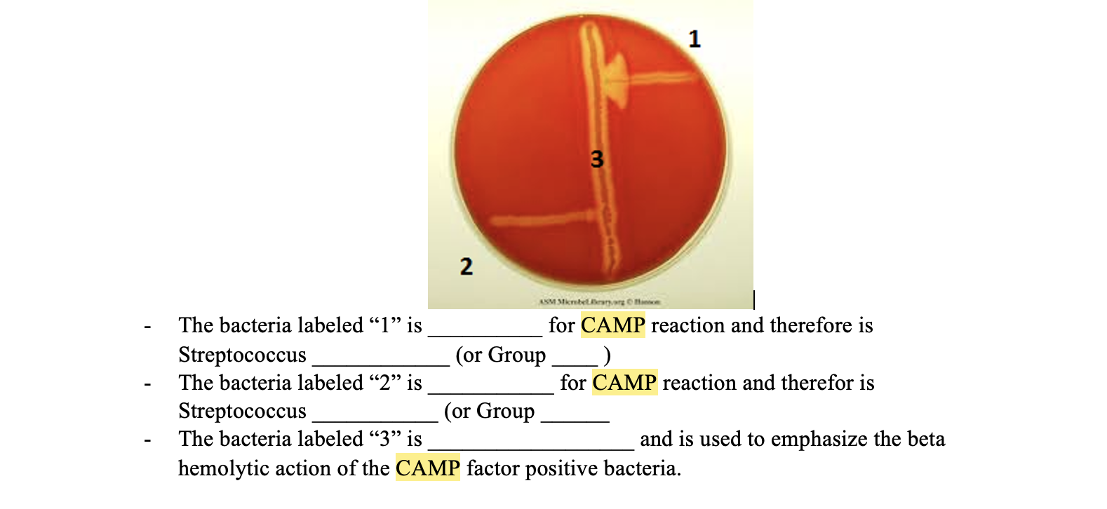 Solved 1 3 2 Skrberg The bacteria labeled “1” is for CAMP