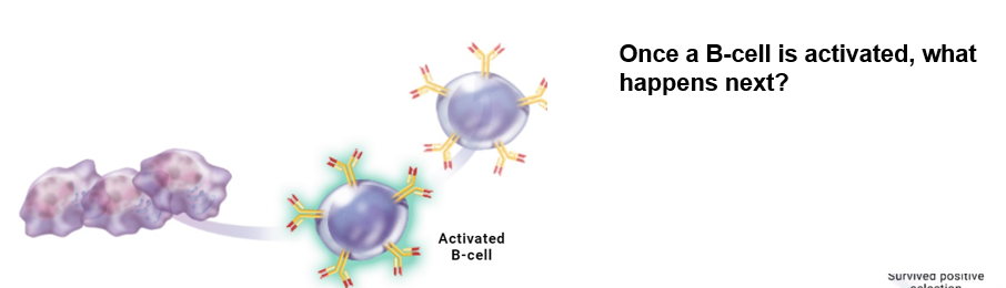 Solved Once A B-cell Is Activated, What Happens Next? | Chegg.com