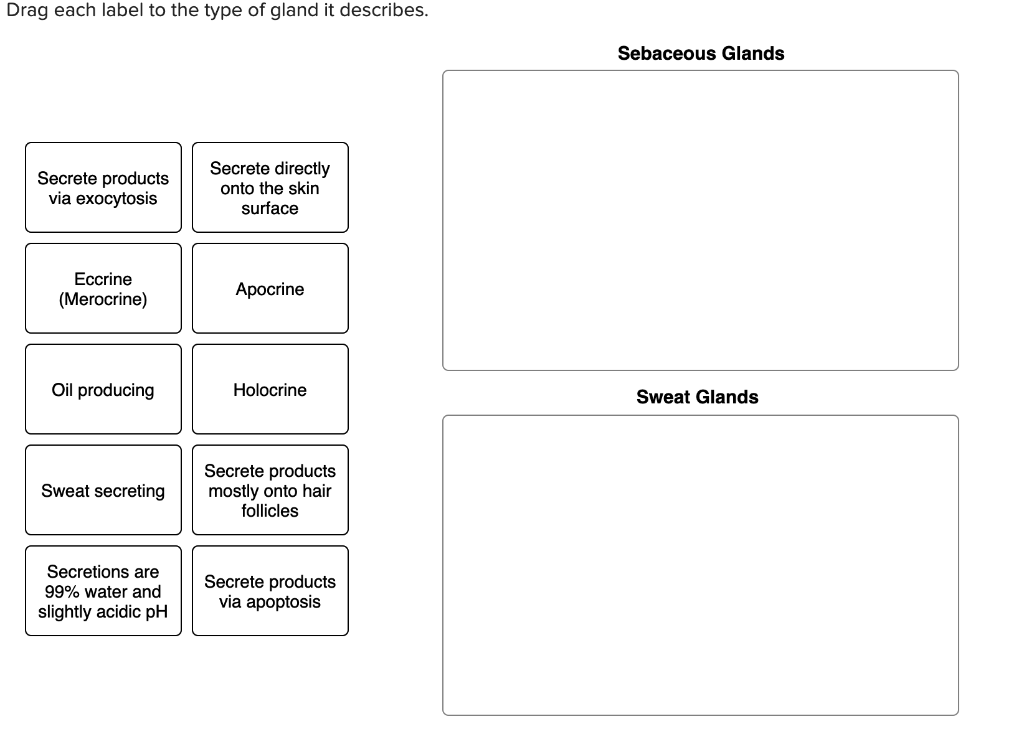 Drag each label to the type of gland it describes. Sebaceous Glands Secrete products via exocytosis Secrete directly onto the