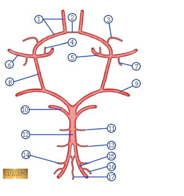 Circle Of Willis Diagram Blank