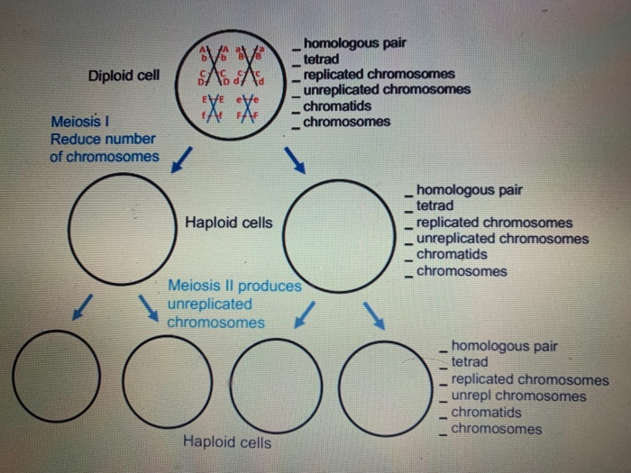 Solved Diploid Cell Iiiiii Homologous Pair Tetrad Replica Chegg Com