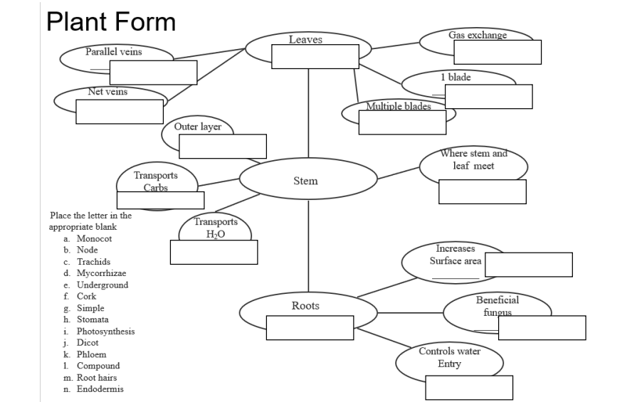Solved Plant Form Leaves Gas exchange Parallel veins 1 blade