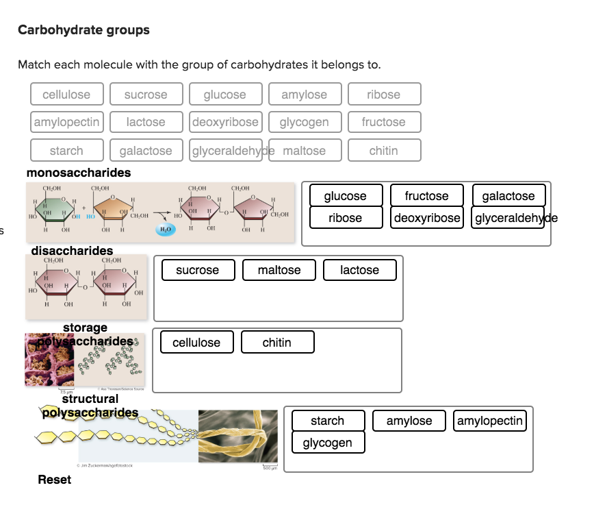 Solved Carbohydrate groups Match each molecule with the