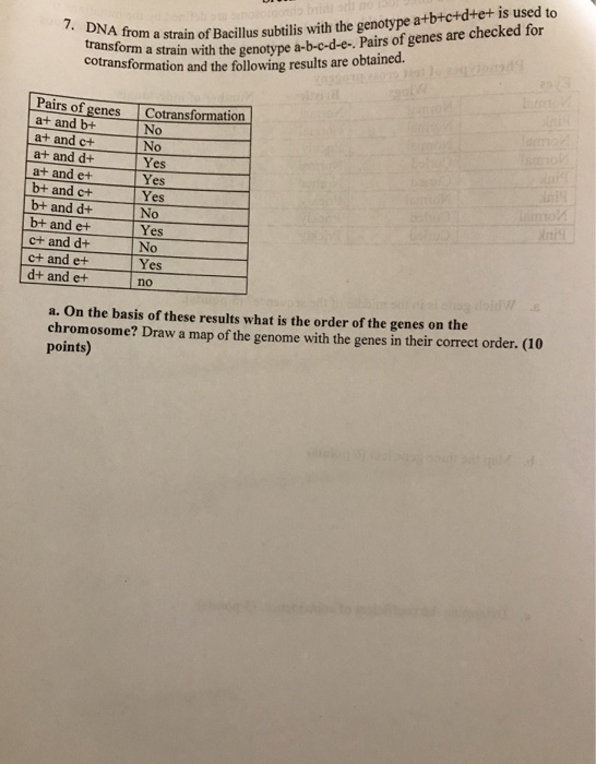Solved DNA From A Strain Of Bacillus Subtitles With The | Chegg.com