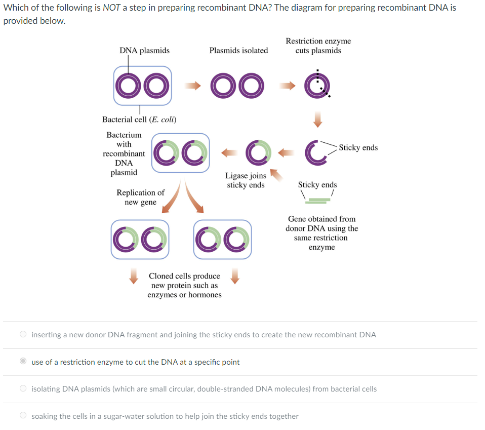 Solved The following diagram shows how recombinant DNA | Chegg.com