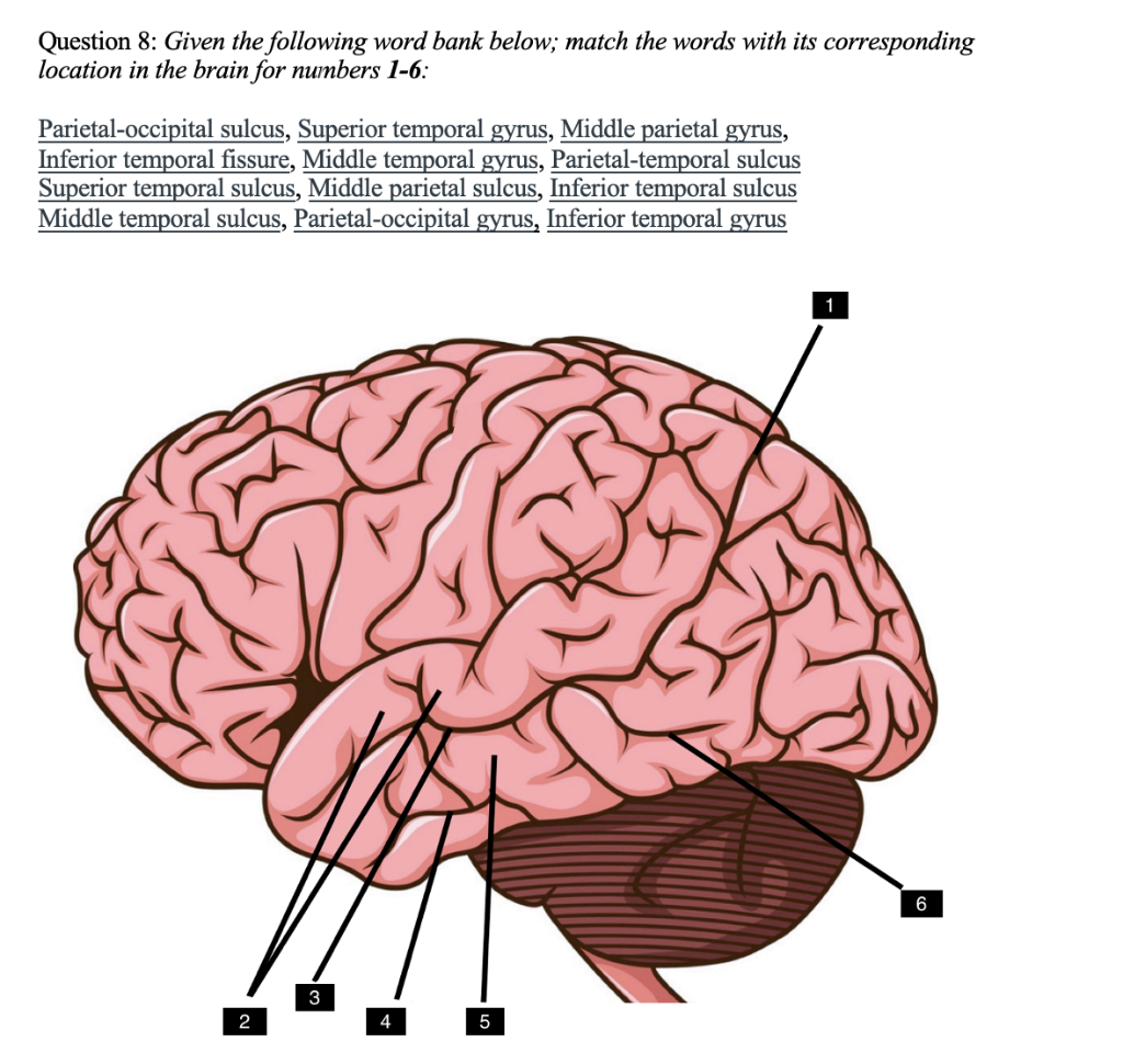 middle temporal sulcus