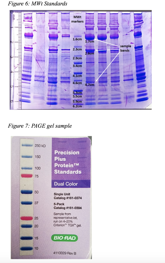 Solved Figure 6 MWt Standards MWt markers 1.6cm 1.7cm
