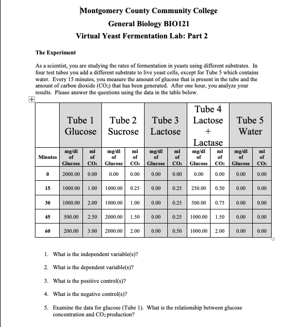 Yeast Fermentation Lab Answers