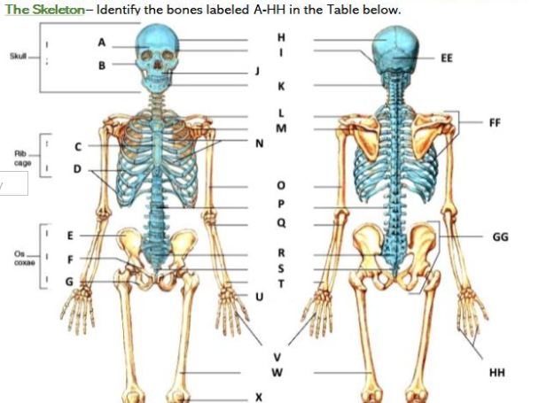 skeleton bones labeled