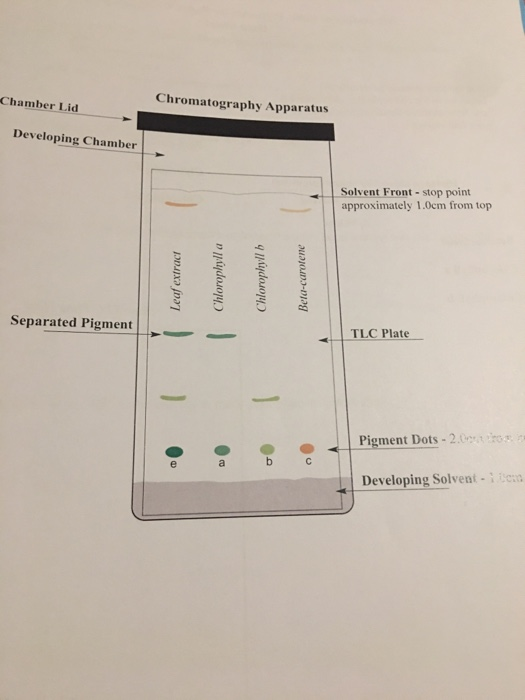 Solved Separation Of Plant Pigments By Paper Chromatography | Chegg.com