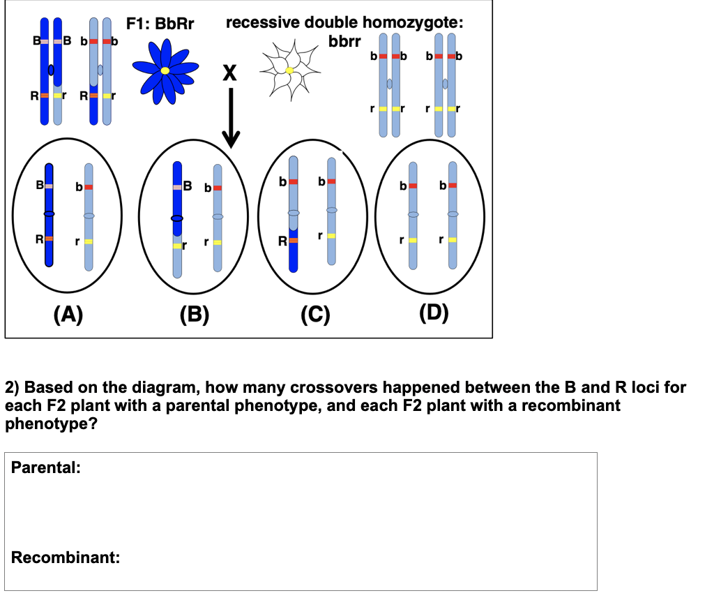 Solved F1 rr Bib Recessive Double Homozygote rr B Chegg Com