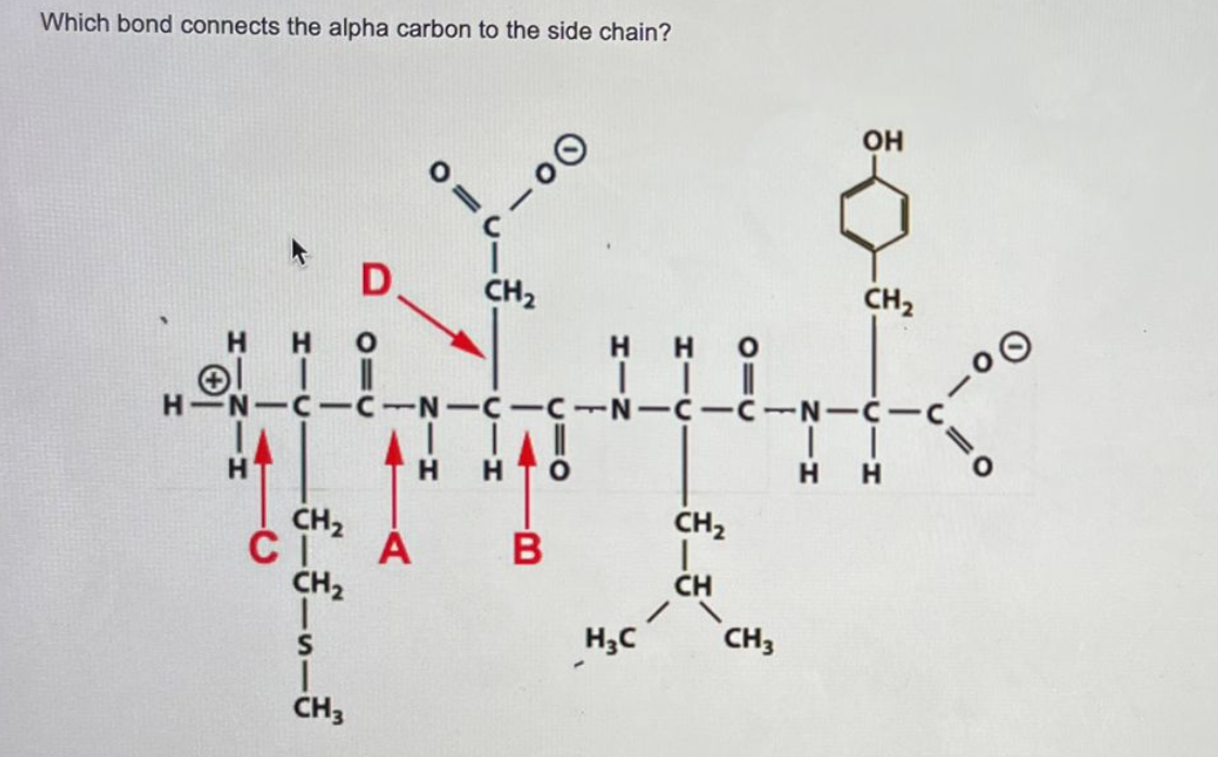 Solved Which bond connects the alpha carbon to a carbonyl | Chegg.com