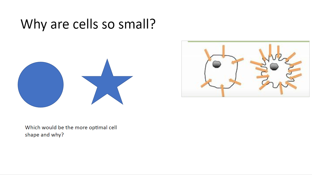 Solved Why are cells so small? Which would be the more