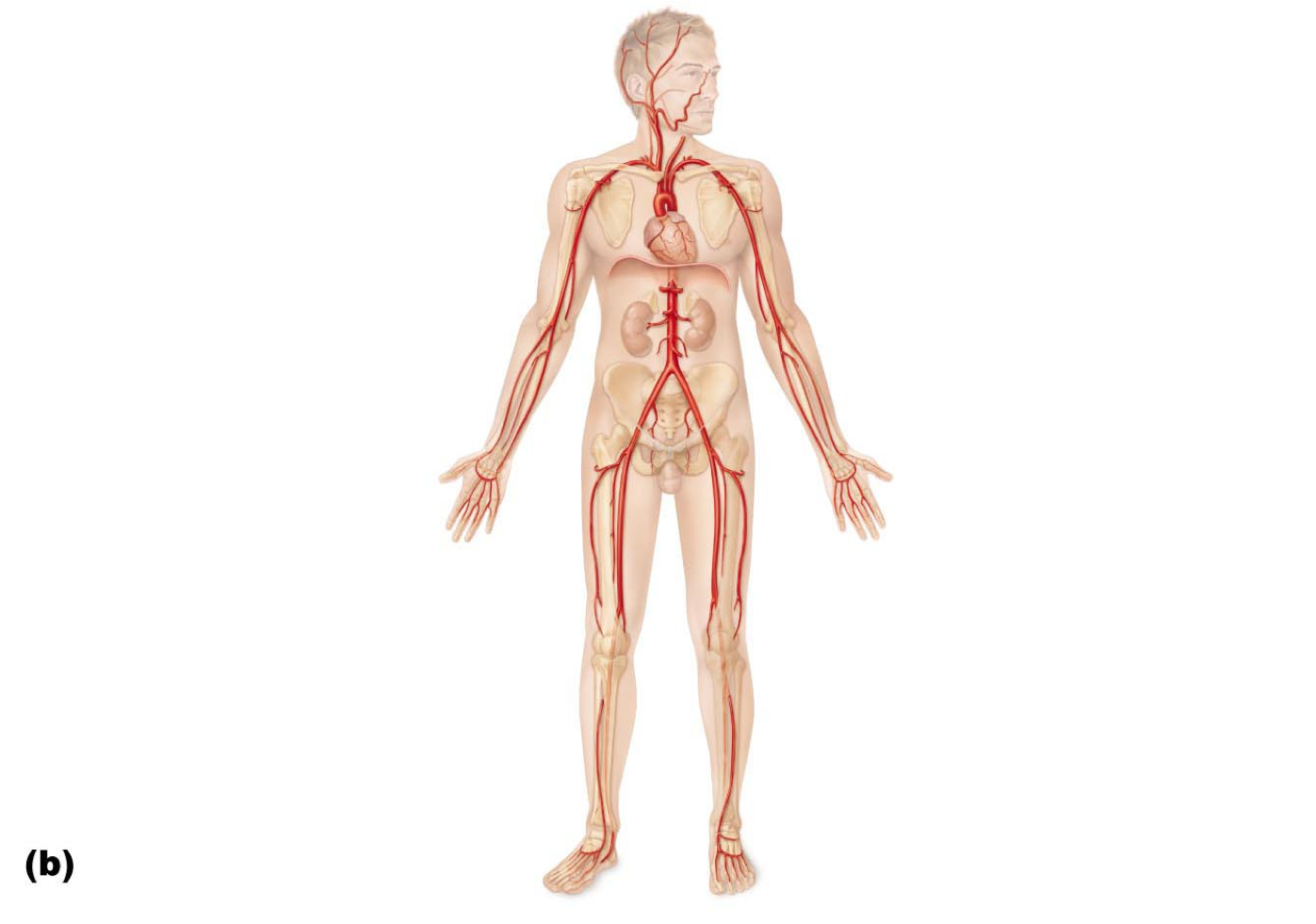 Body diagram. Анатомия и физиология артерий. Vascular Anatomy.