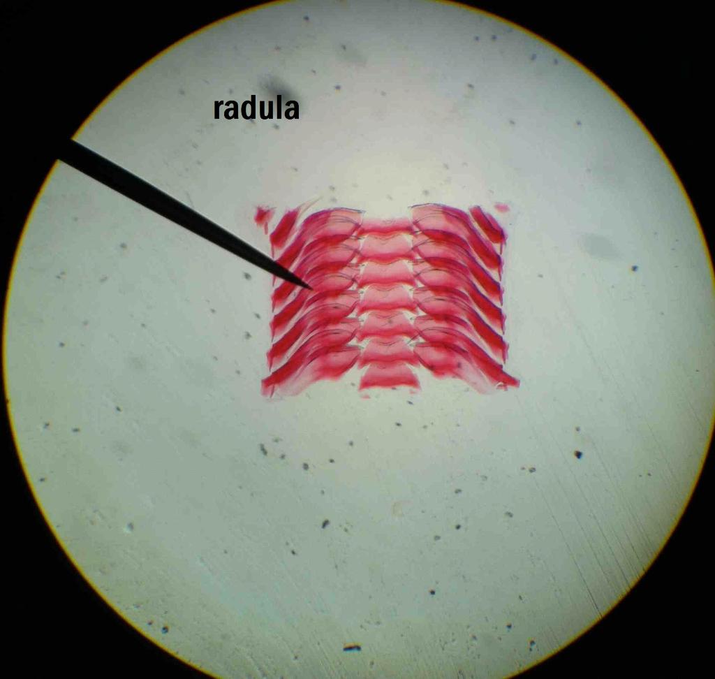 Solved Label the picture Find the Domain, Kingdom, Phylum,