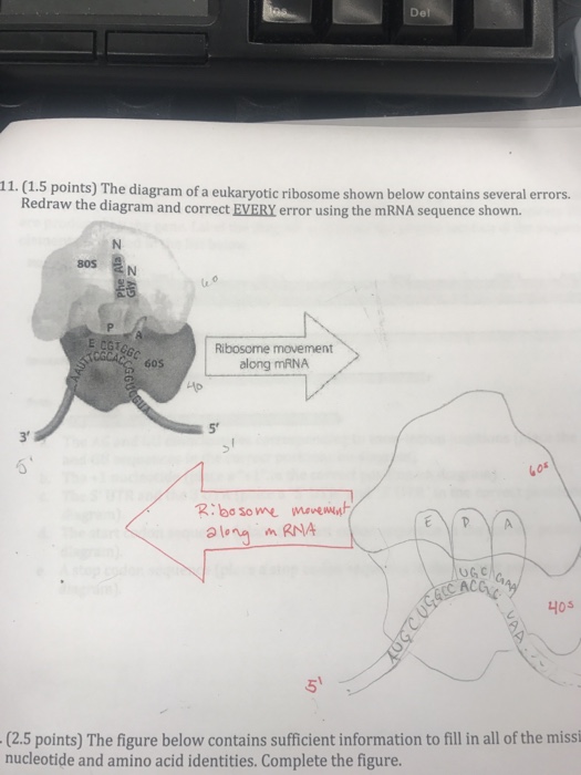 Solved Del 11. (1.5 points) The diagram of a eukaryotic | Chegg.com