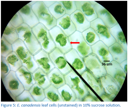 Solved For each cell indicated by the red arrow in Figures | Chegg.com