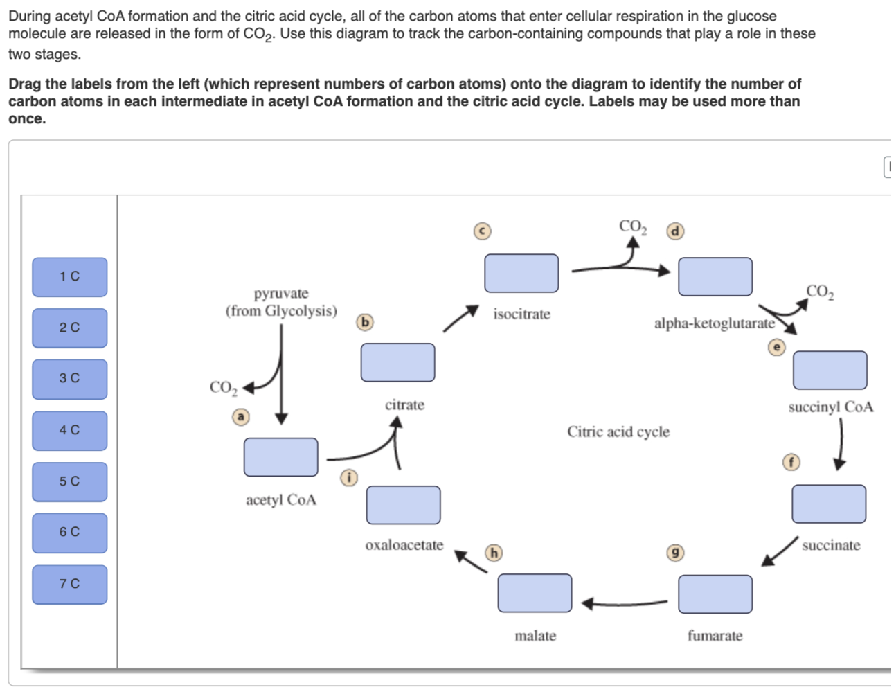 Solved During acetyl CoA formation and the citric acid | Chegg.com