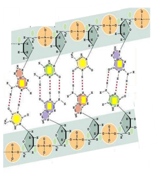 Solved Name 10 different components (not elements) that you | Chegg.com