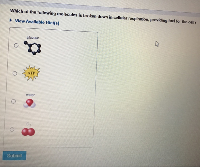 Solved Which of the following molecules is broken down in