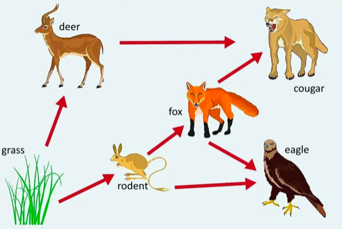 Solved Identify One Omnivore In The Food Web Shown Above. 