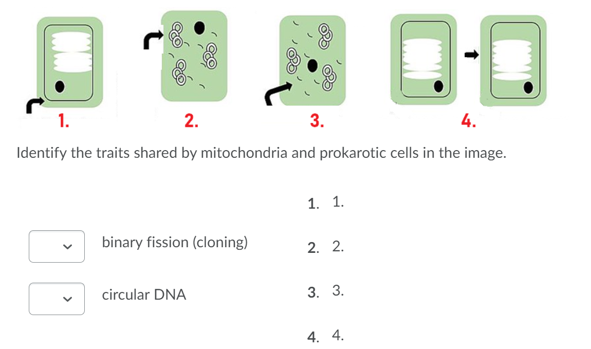 Solved 2. Put the hypothesized steps of the endosymbiotic