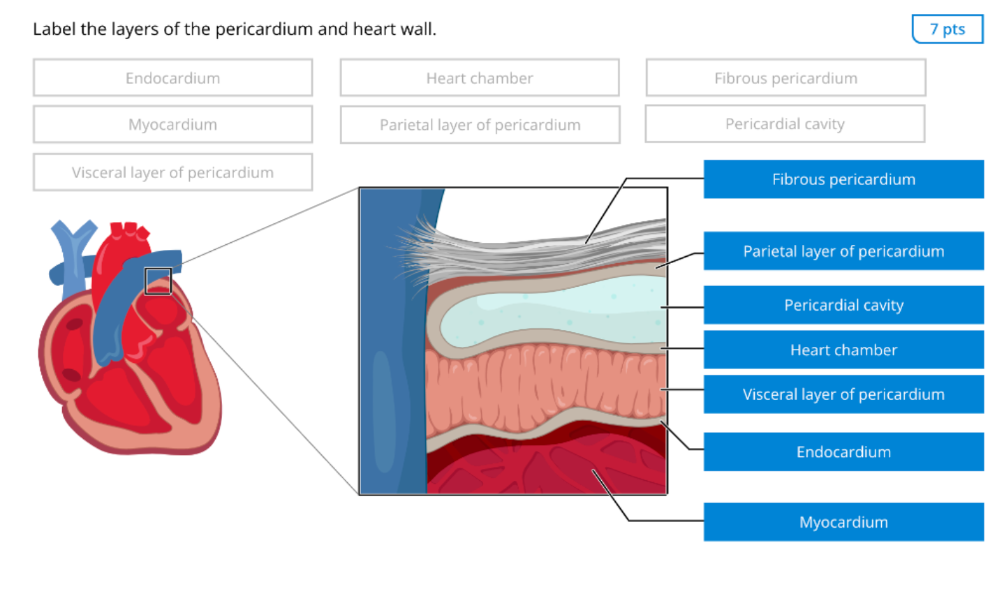 Solved Label the layers of the pericardium and heart wall.