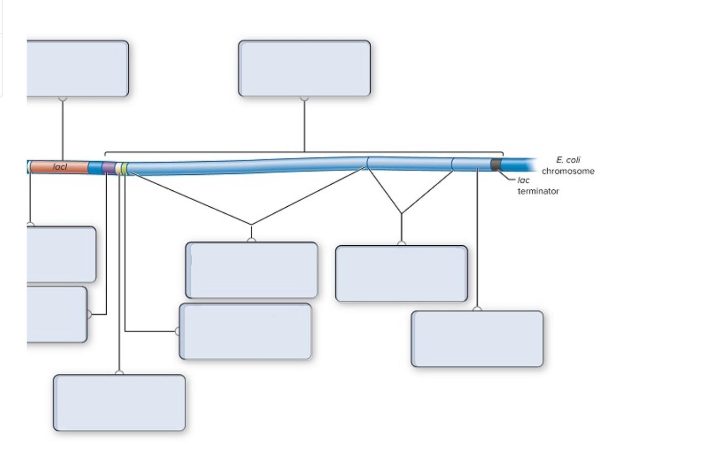 solved-required-information-the-lac-operon-consists-of-a-chegg