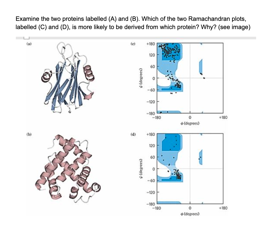 Solved Examine The Two Proteins Labelled (A) And (B). Which | Chegg.com