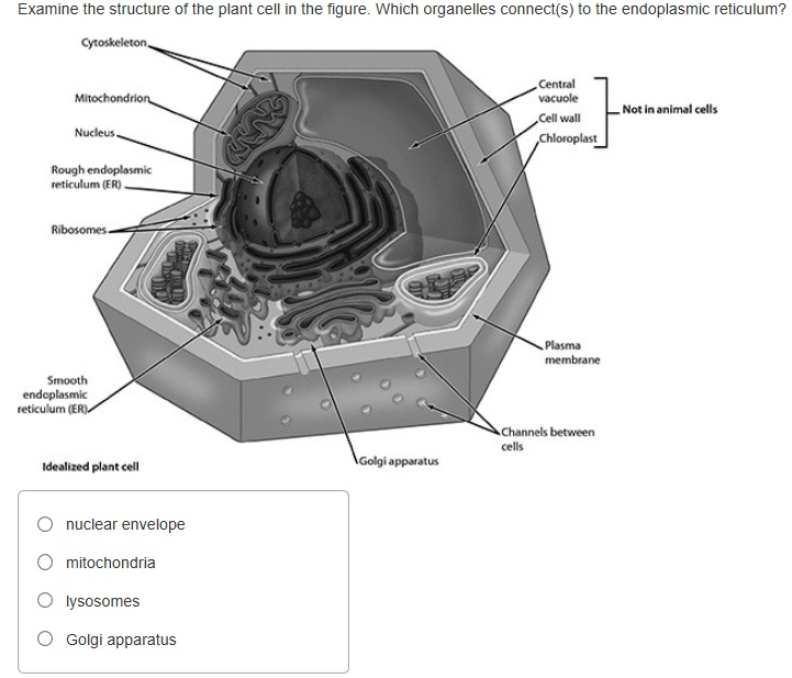 rough er in a plant cell