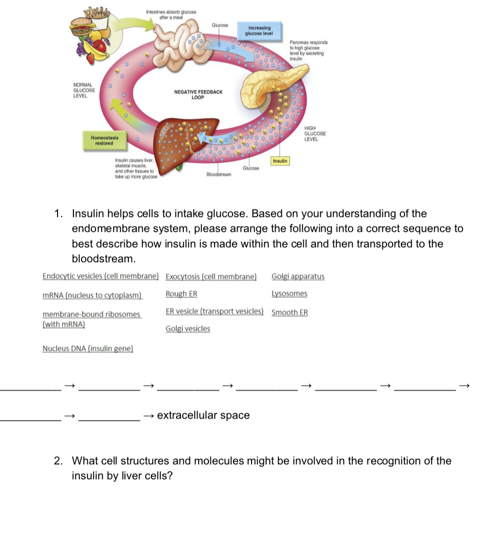 Solved Intestines Absorb Glucose After A Meal Glucose Chegg Com