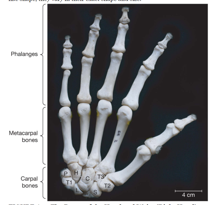 Solved 1. Review the bones of the hand. Describe two