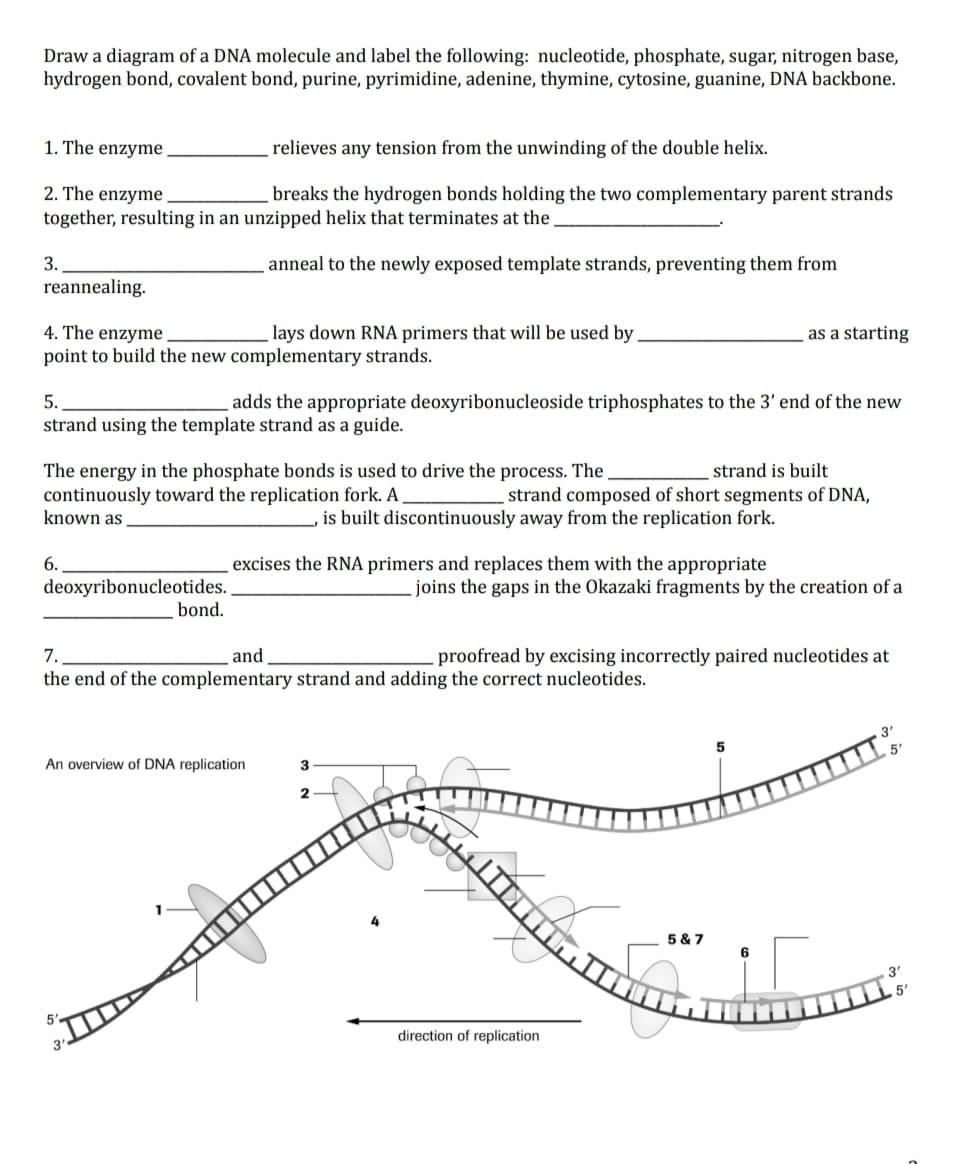 Draw a diagram of a DNA molecule and label the | Chegg.com