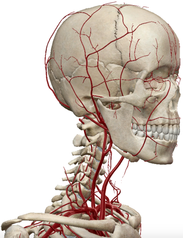 occipital artery