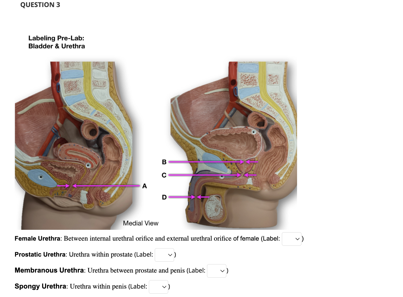 Guide to Tight Pelvic Floor Symptoms in Female Anatomy - RYC®, image size:1712x1264