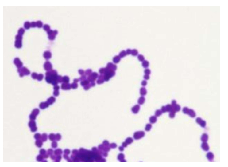 Solved Catalase Mannitol plate Coagulase (Staphyloslide | Chegg.com